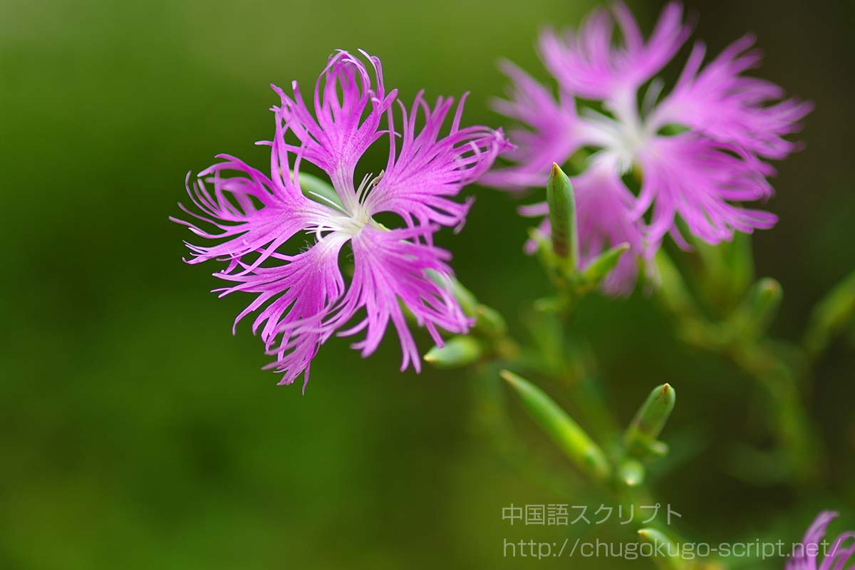 ナデシコの花