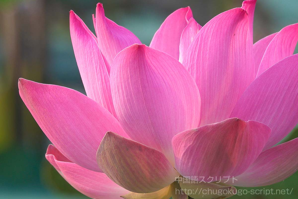 中国人が好きな花