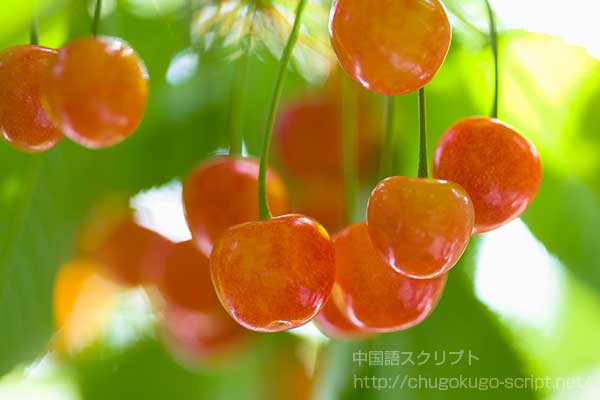 さくらんぼ
