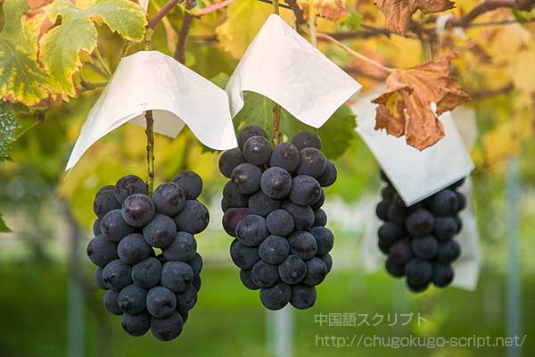 ブドウ