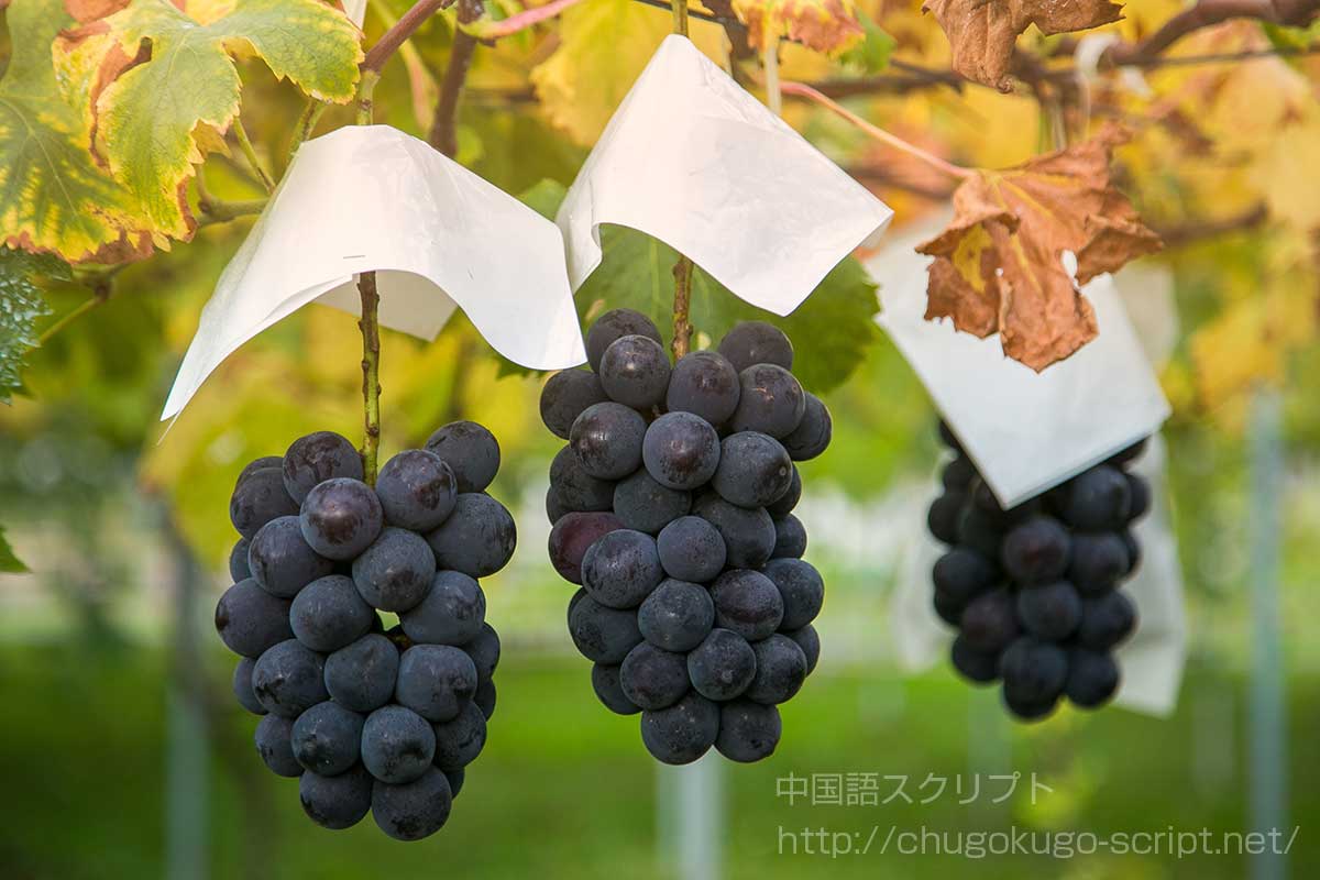 ブドウ