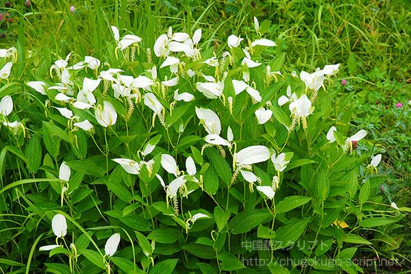 半夏(カラスビシャク)
