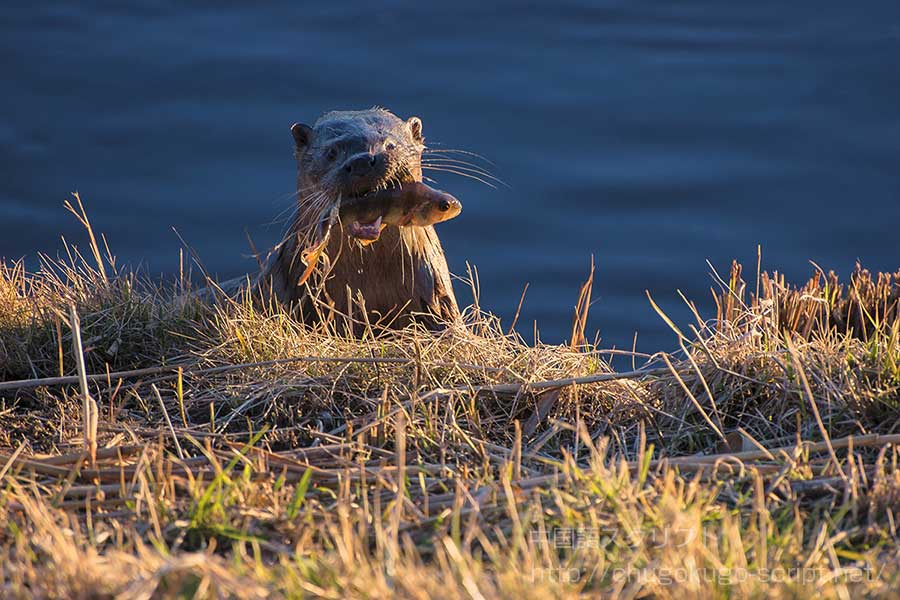 カワウソの漁