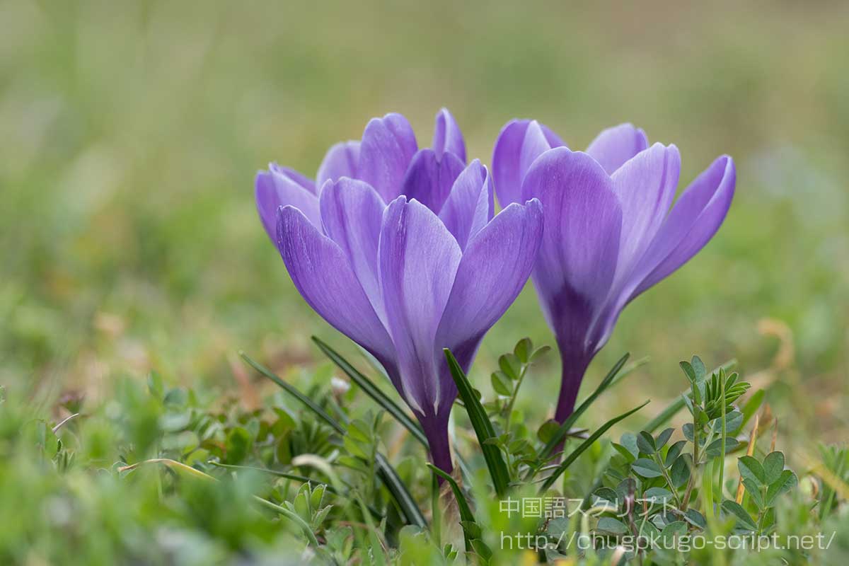 クロッカス
