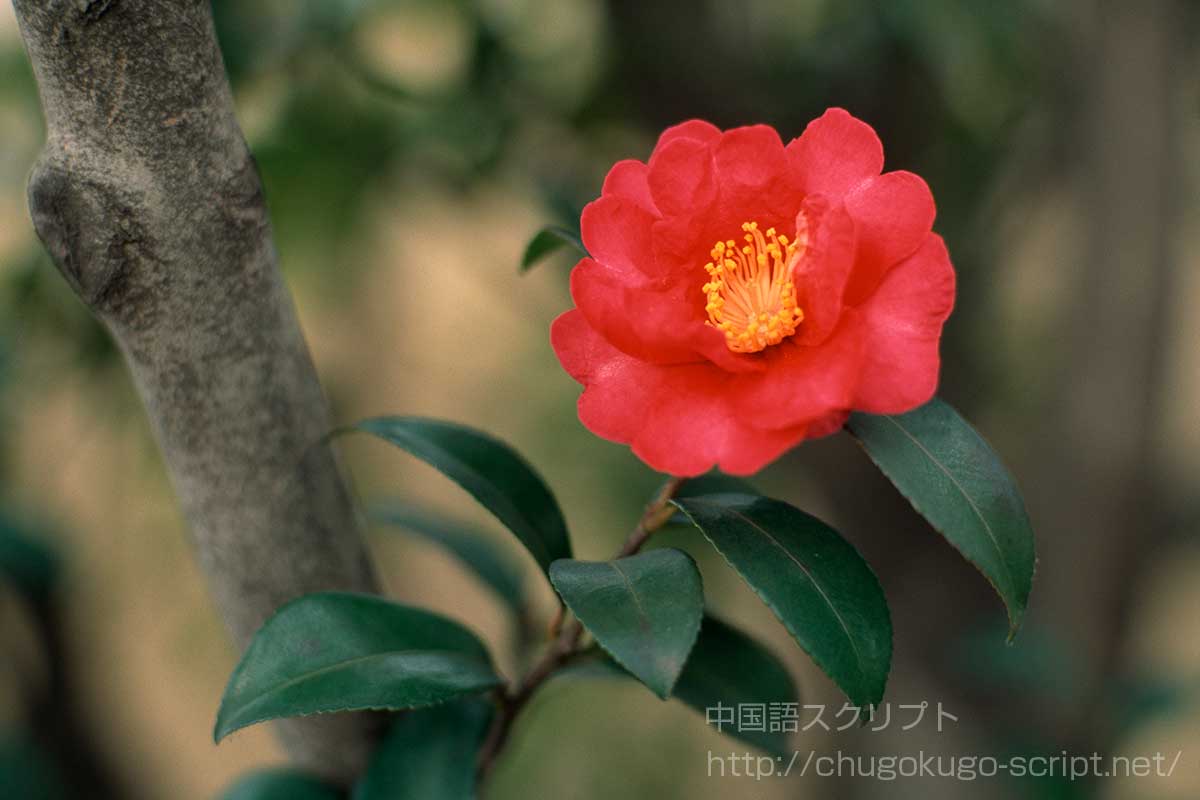 山茶始めて開く