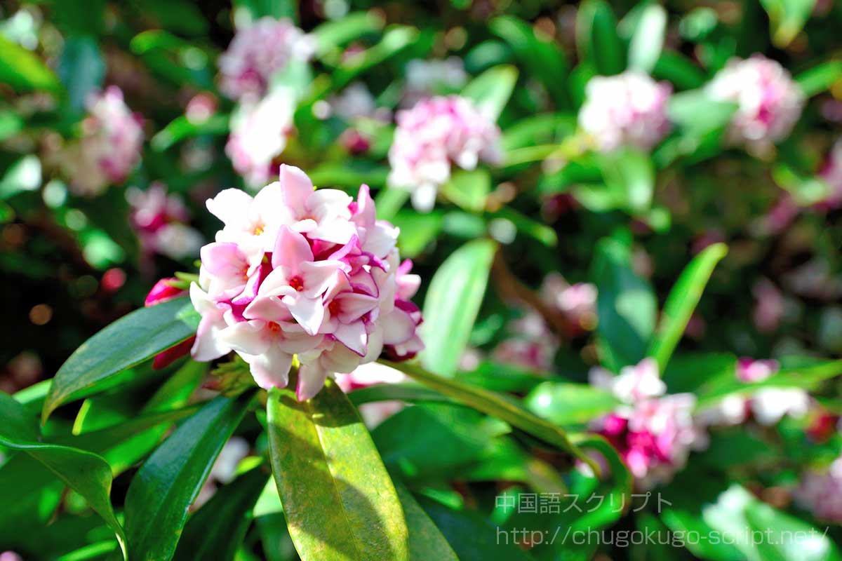 沈丁花(ジンチョウゲ)