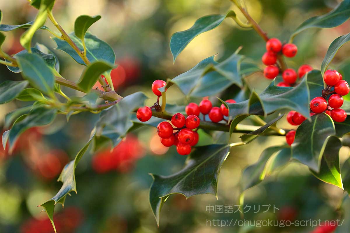 セイヨウヒイラギ