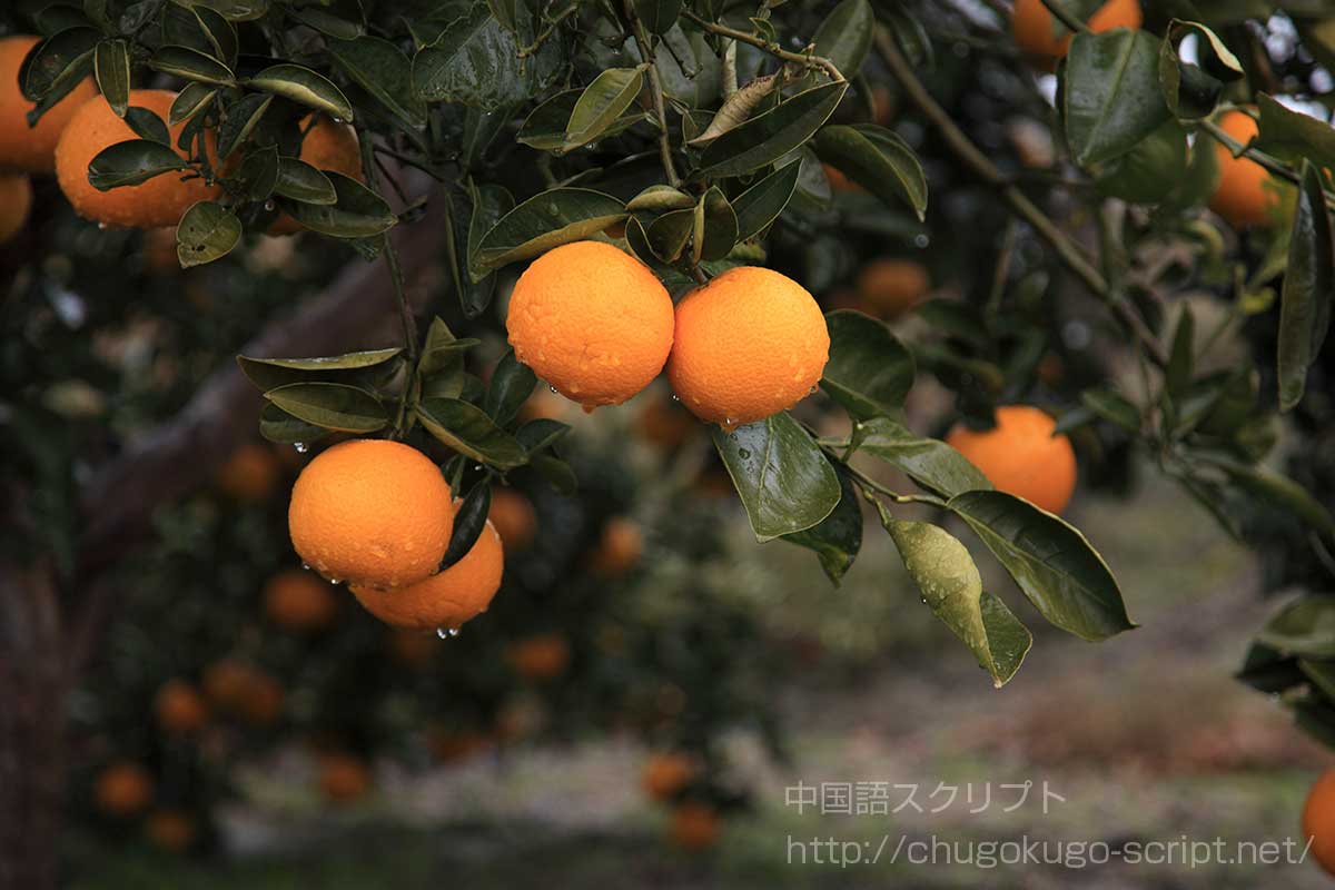 橘始めて黄なり
