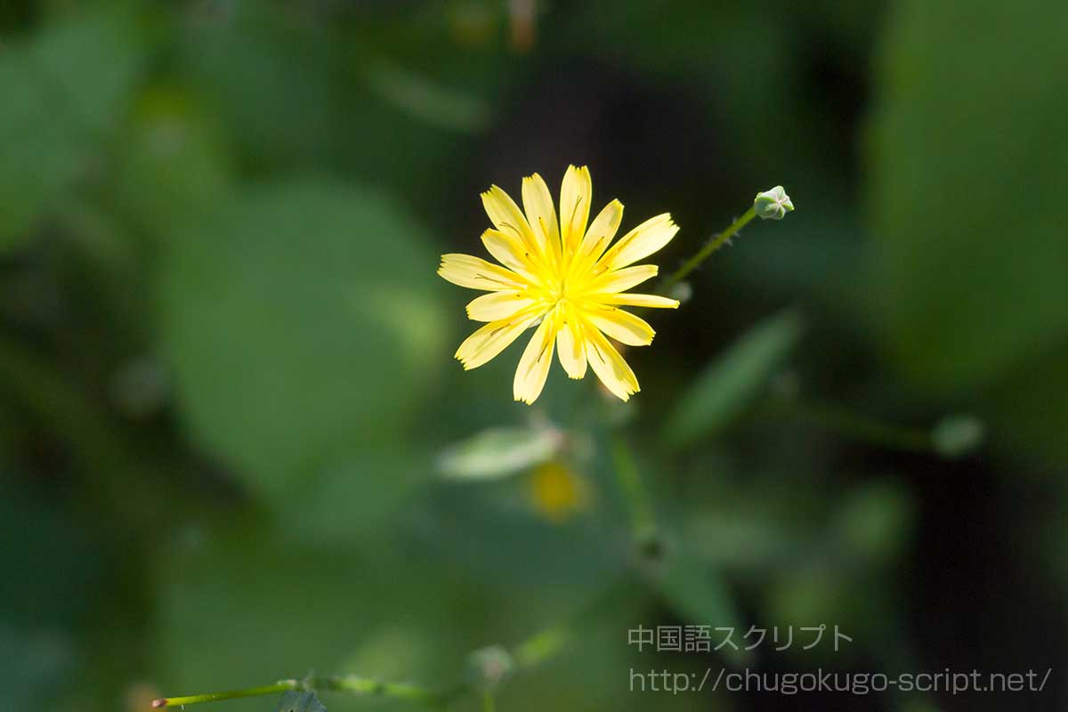 コオニタビラコ(ホトケノザ)