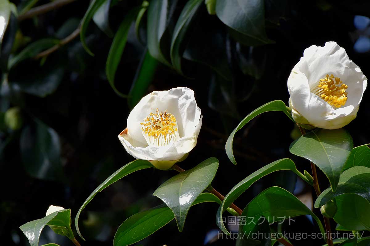 茶の花(チャノキ)