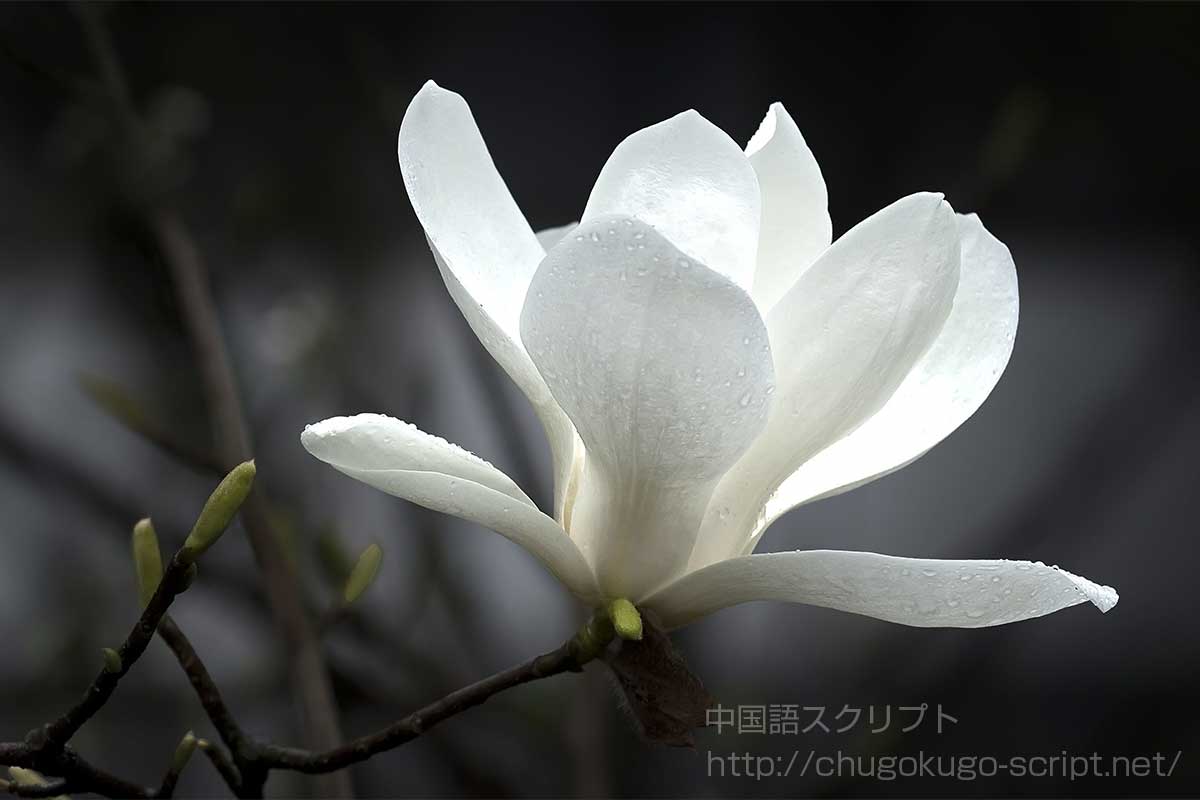 白木蓮(ハクモクレン)