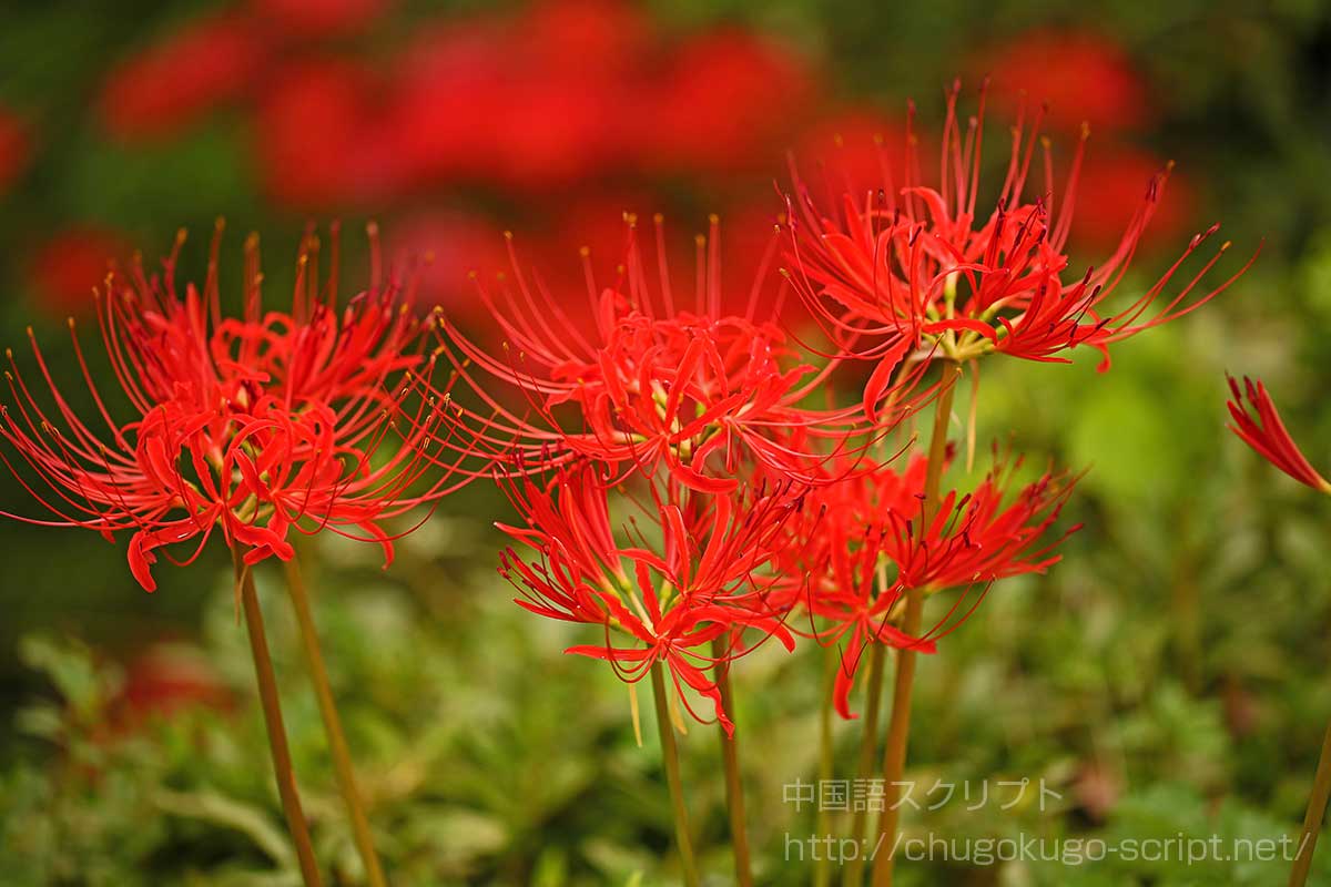 彼岸花