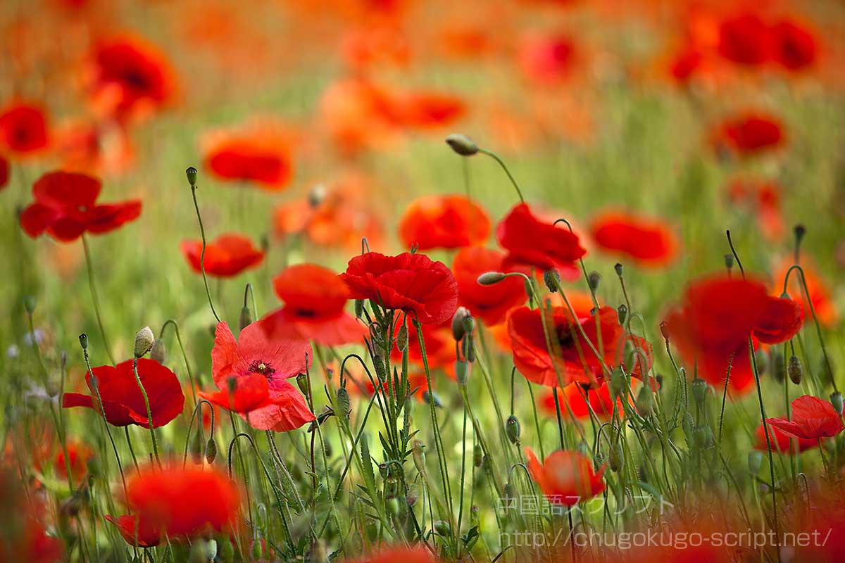 ヒナゲシ(虞美人草)