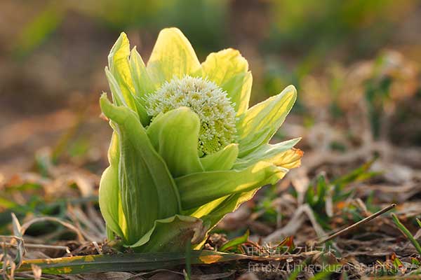 フキノトウ