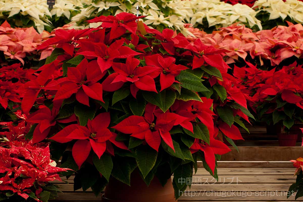 ポインセチア