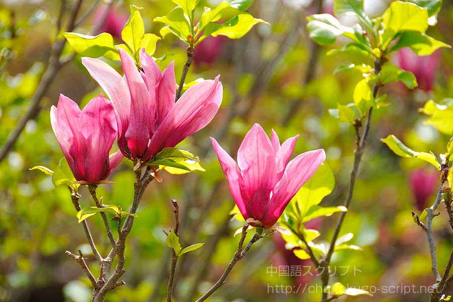 木蓮(モクレン)