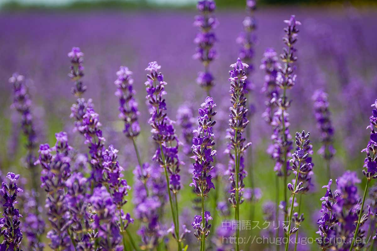 ラベンダー