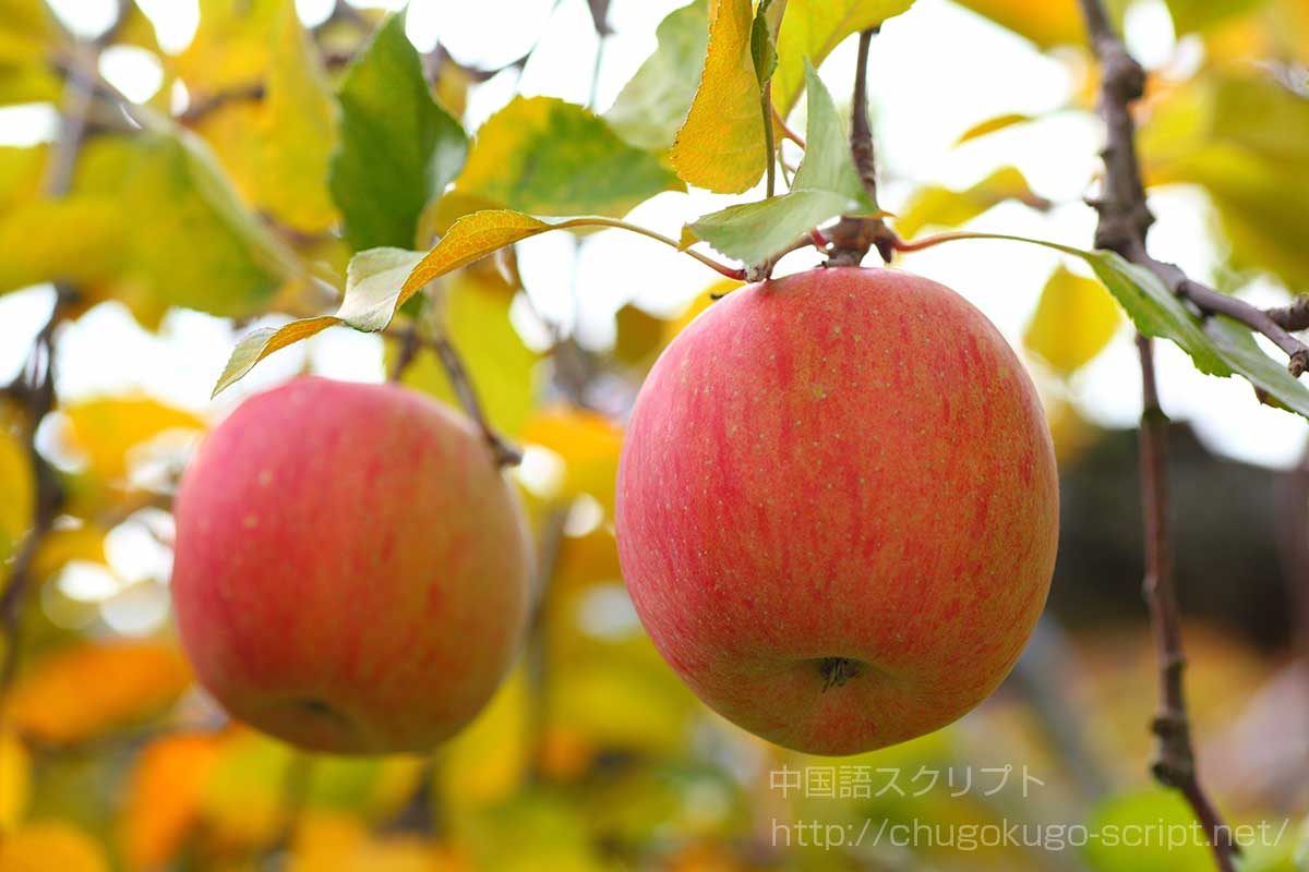 リンゴ