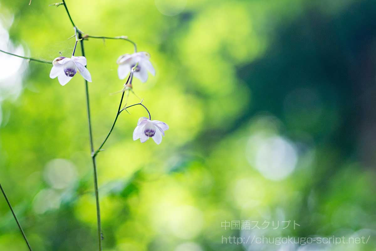 レンゲショウマ
