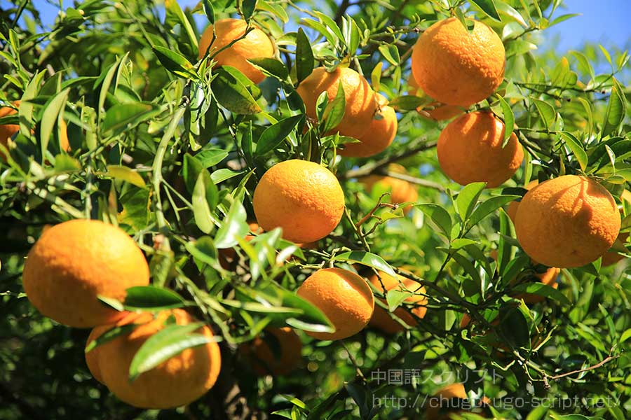 八朔(はっさく)