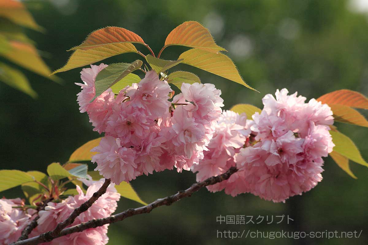 八重桜