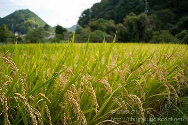 収穫の時期の田んぼ