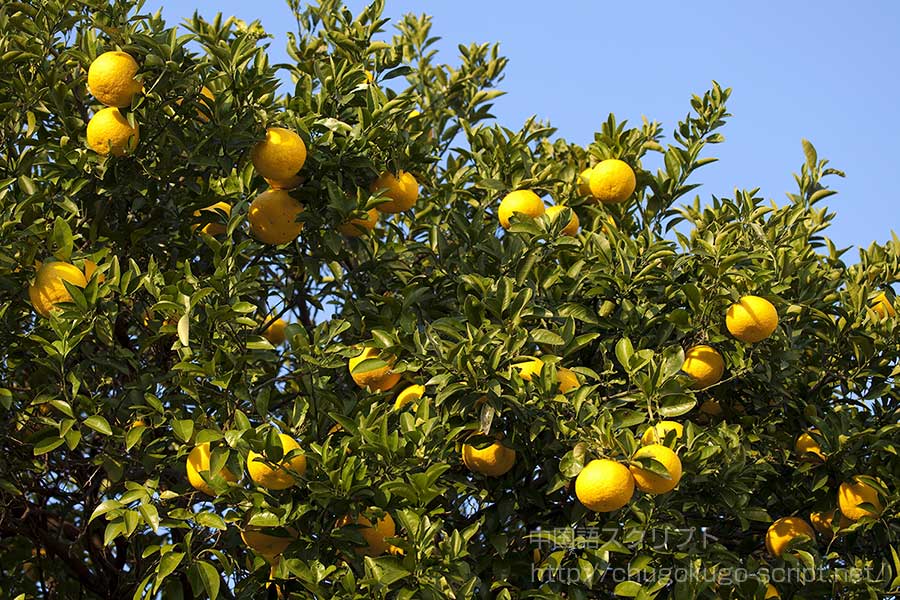 夏みかん