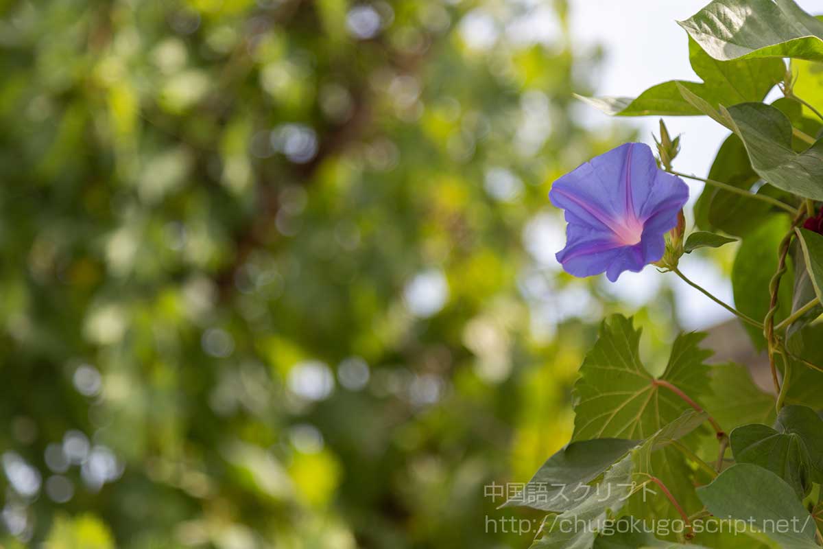 朝顔