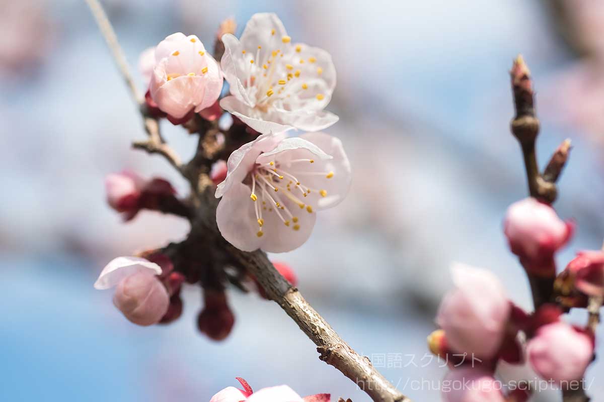 杏の花