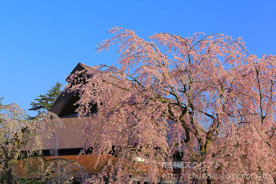 枝垂桜