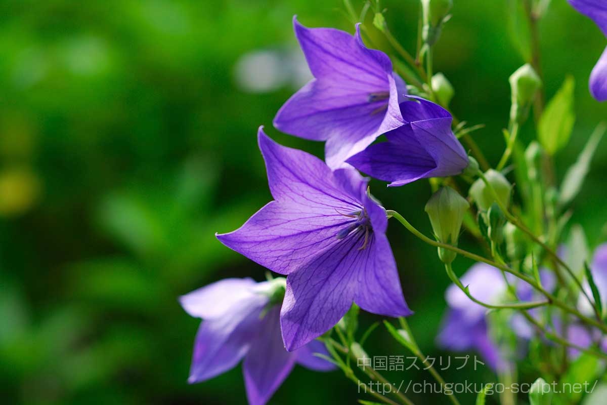 桔梗