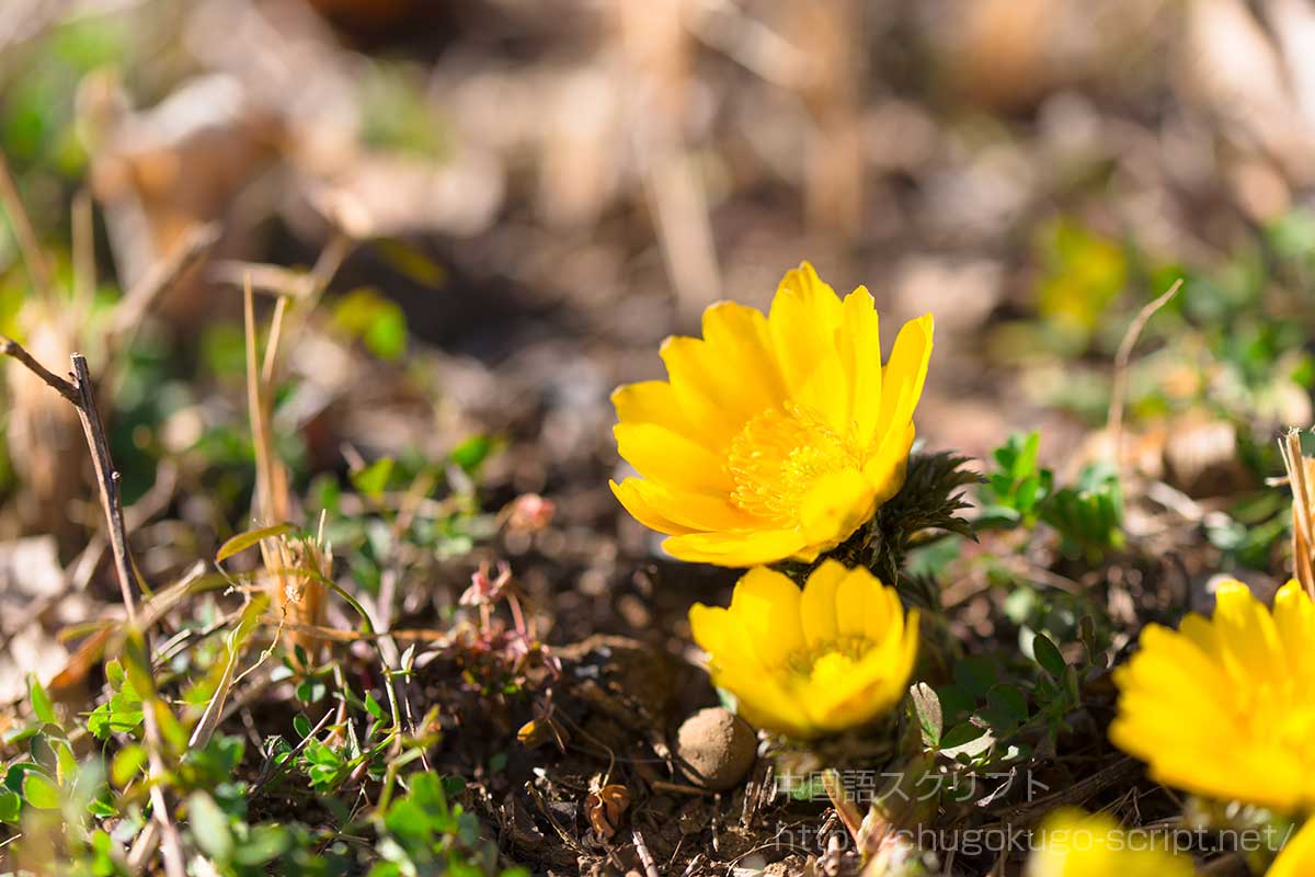 福寿草(フクジュソウ)
