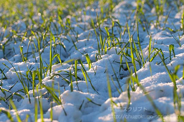 雪下麦を出だす