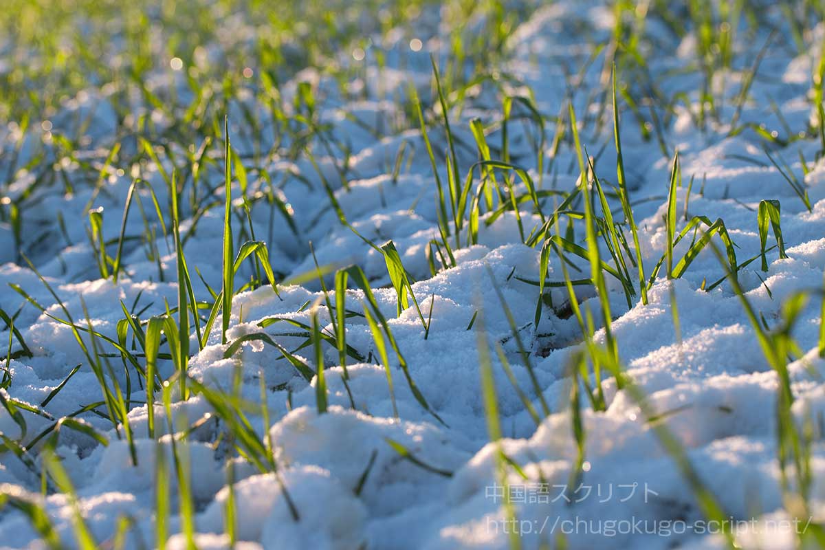 雪下麦を出だす