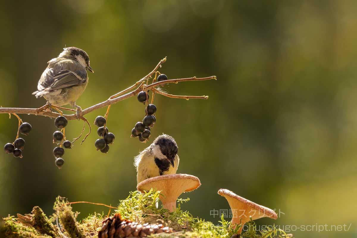 鳥たちの冬備え