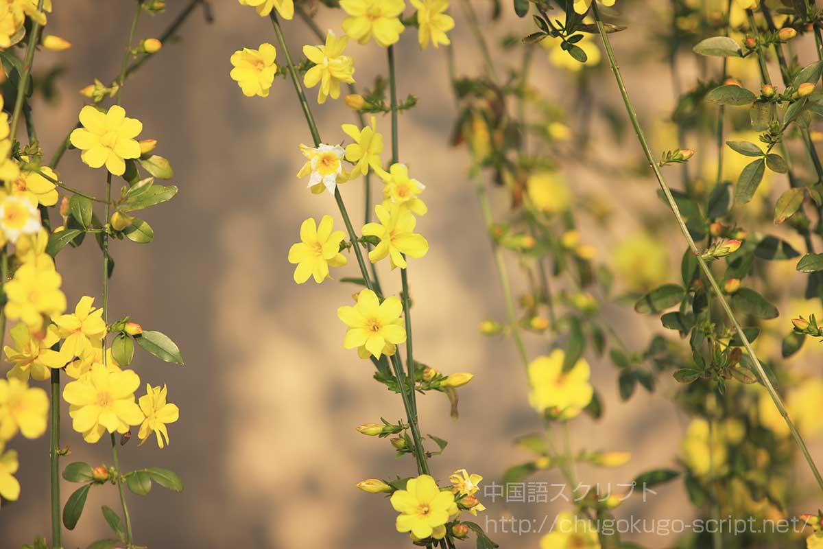 黄梅(オウバイ)