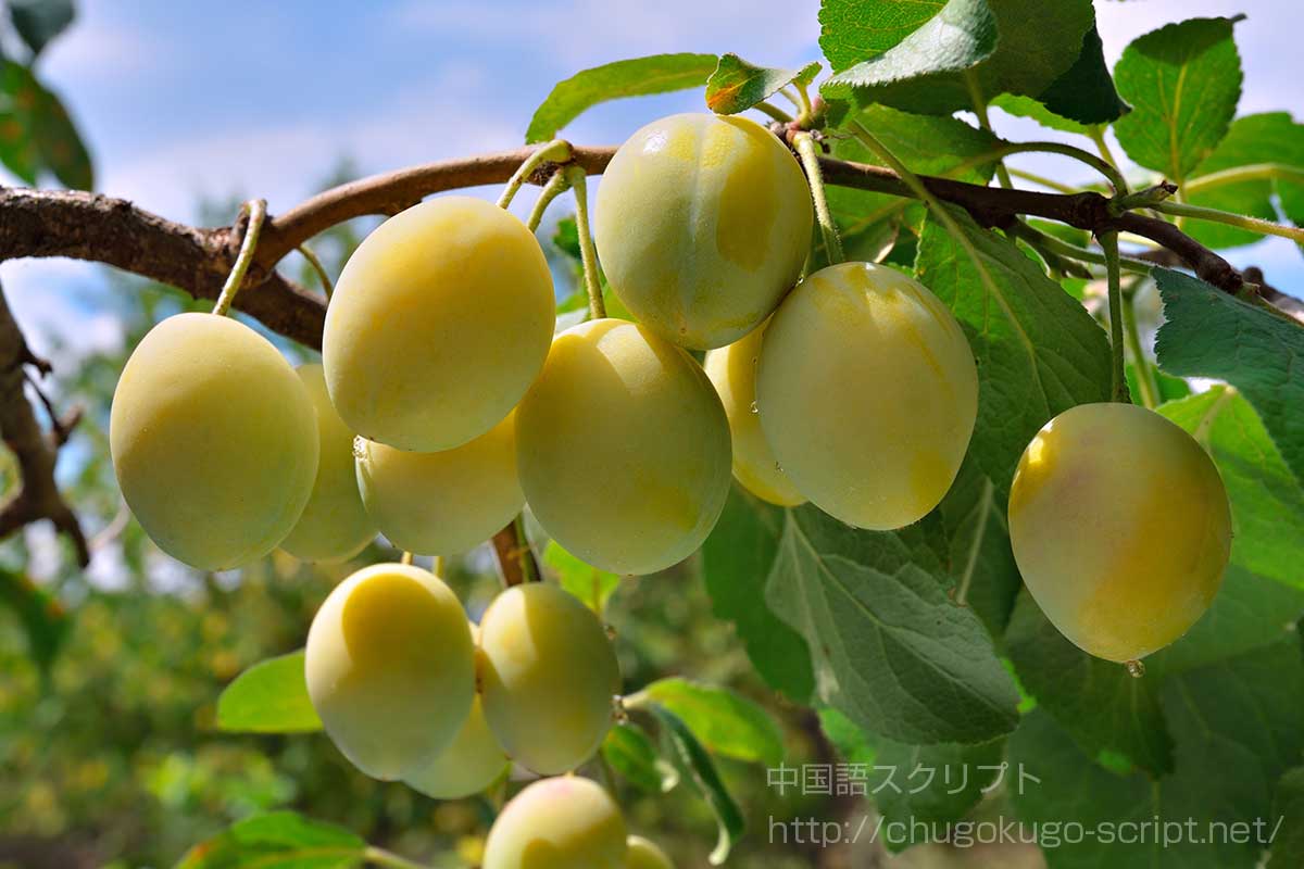 黄色く熟した梅の実