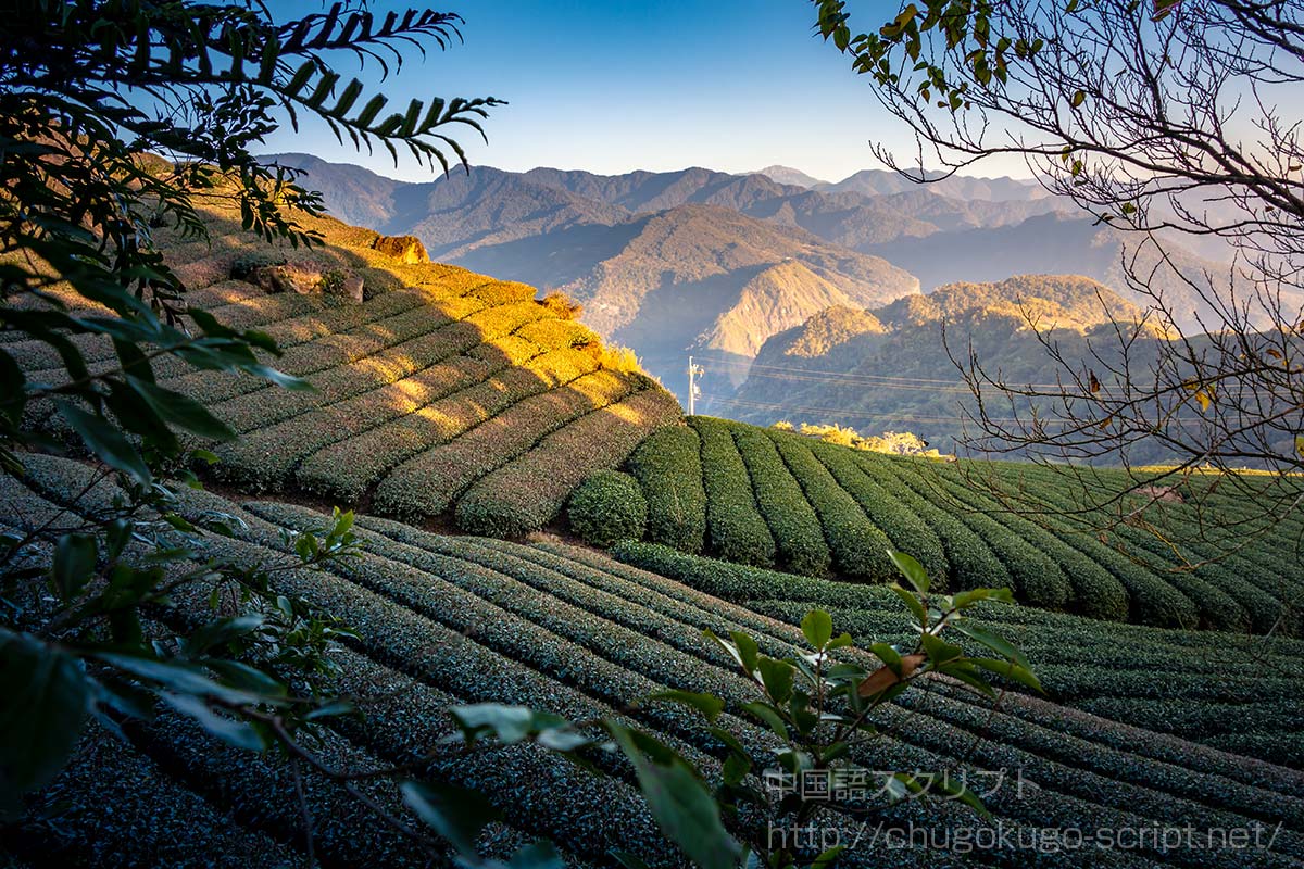阿里山の茶畑