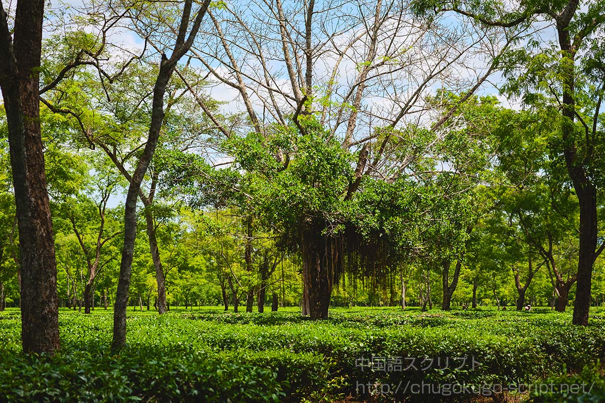 アッサムの茶畑