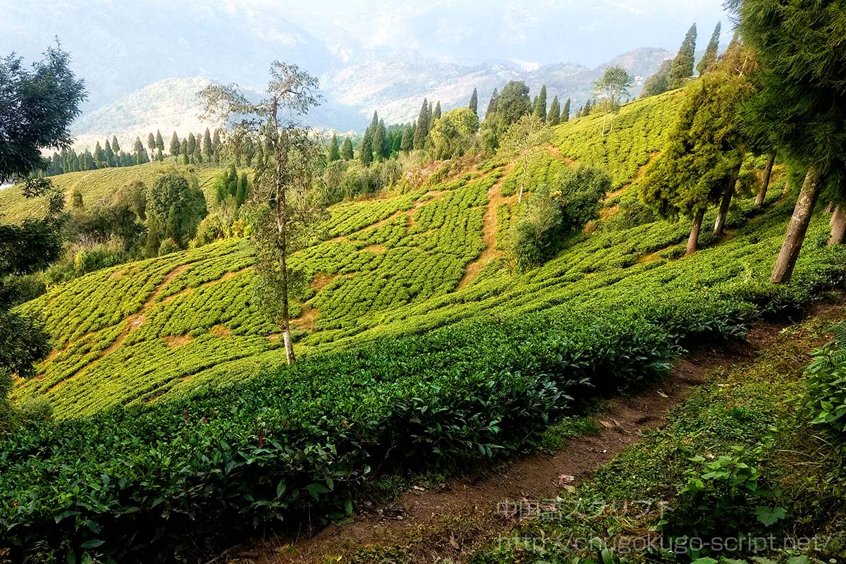ダージリンの茶畑
