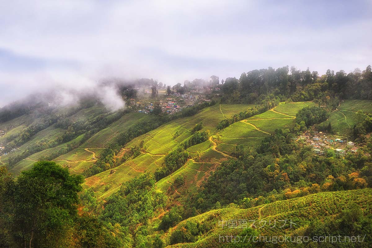 ダージリンの茶畑