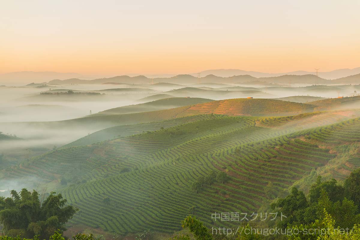雲南省にあるプーアル茶の茶畑