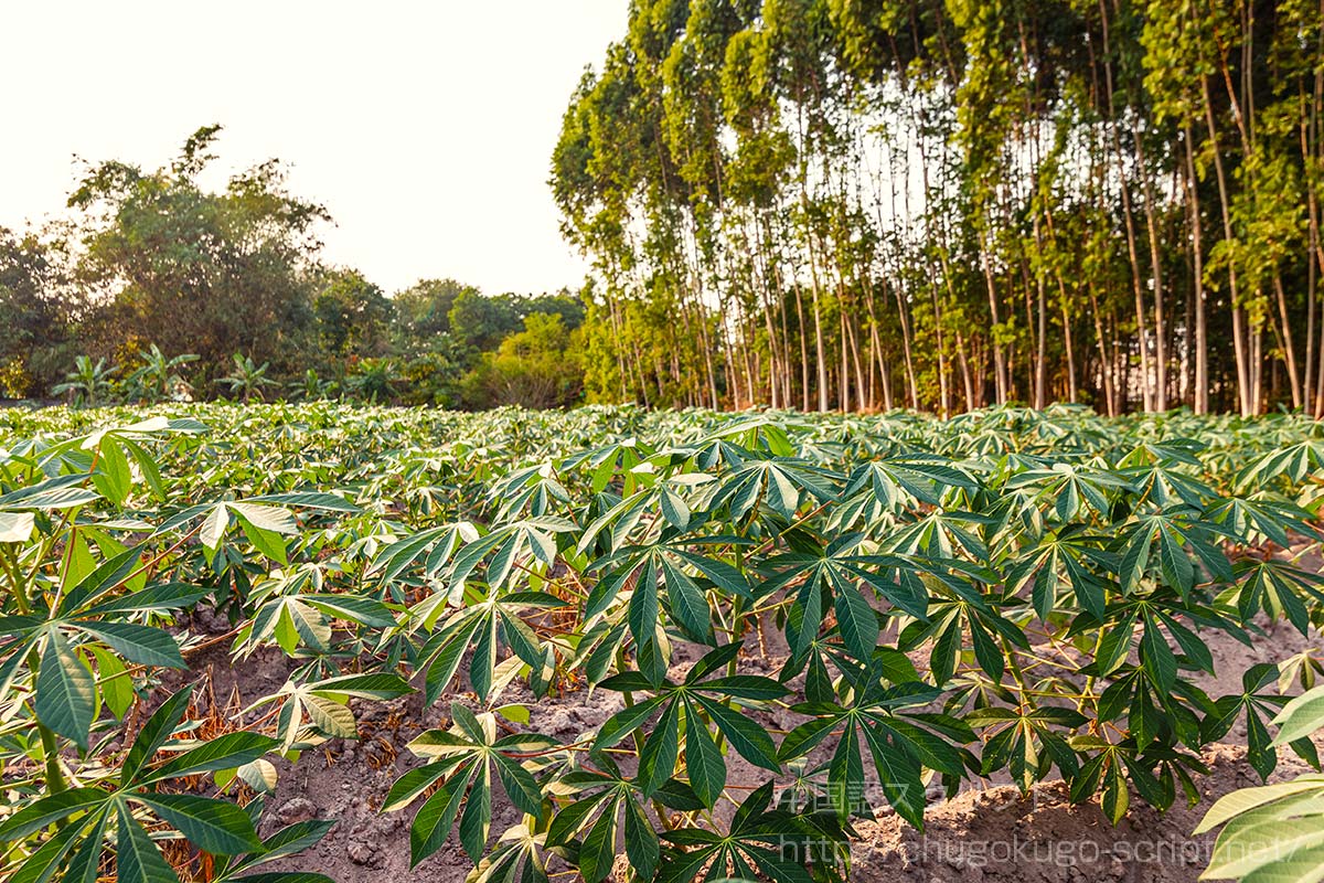 キャッサバの畑