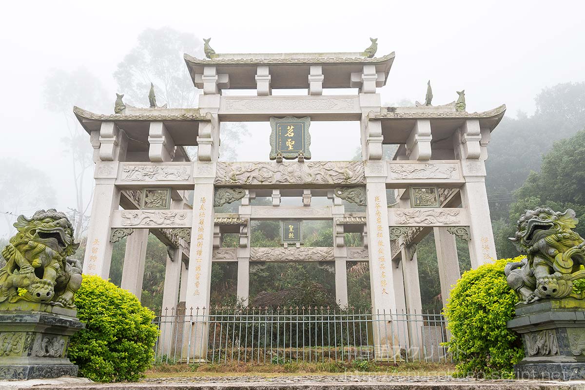 安渓鉄観音の原木