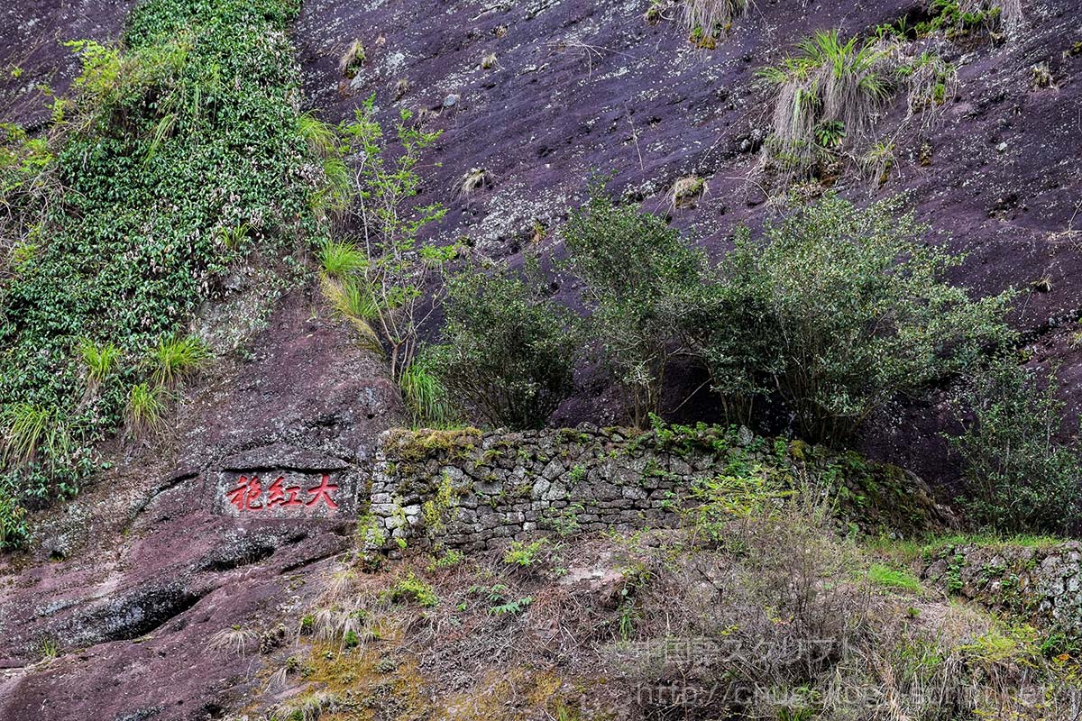 武夷山のチャノキと「大紅袍」の文字