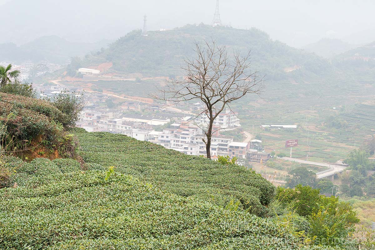 福建省安渓県西坪郷の茶畑
