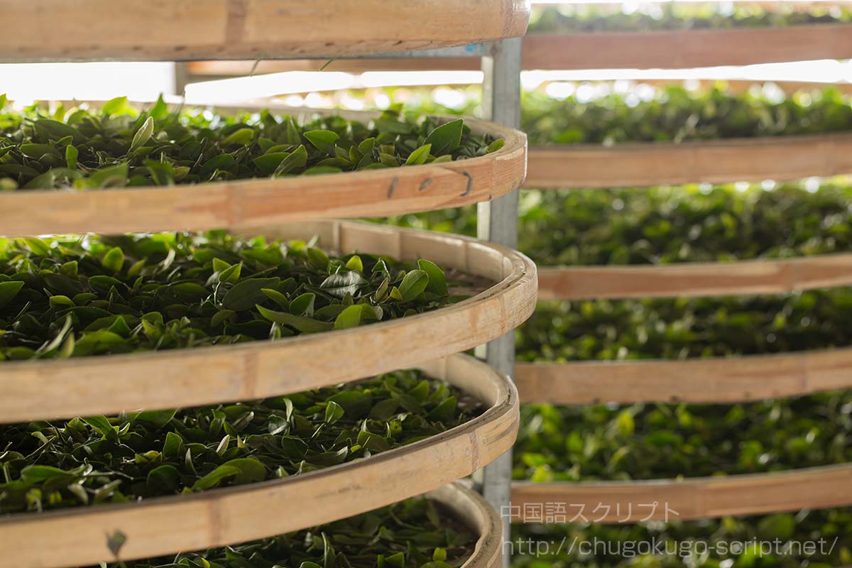 茶の発酵
