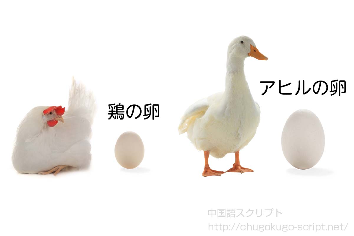 アヒルの卵と鶏の卵